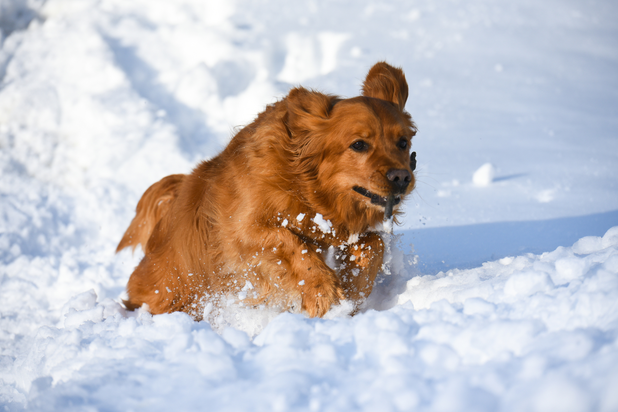 dog running in snow in blue hills rusk county wisconsin